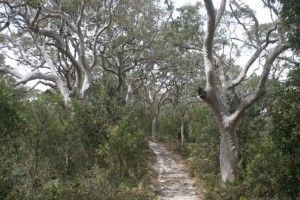 Warrabalong National Park, NWS, Australia